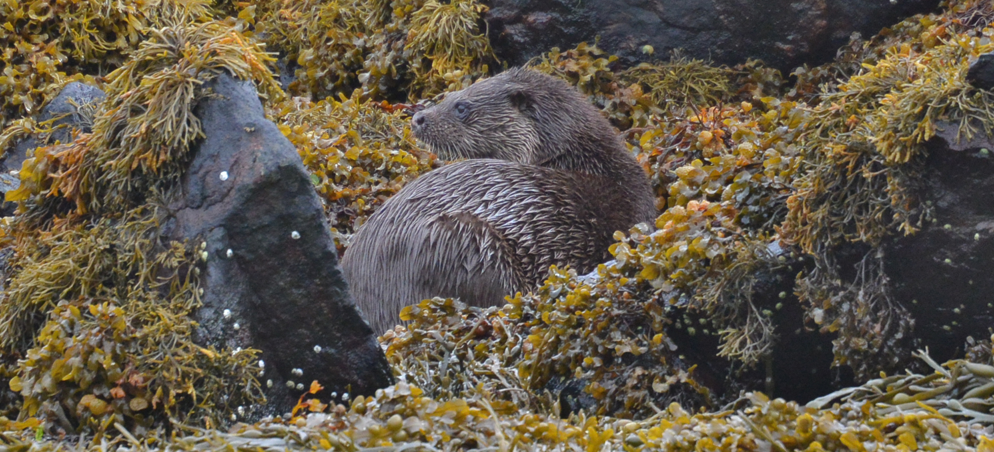 An otter in the weed and rocks