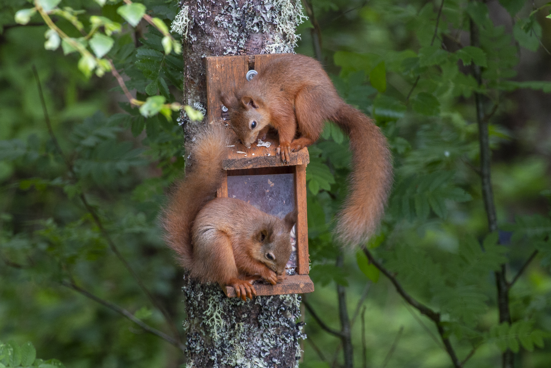 Youngsters playing on the squirrel feeder
