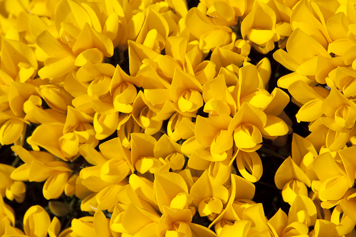 Vibrant yellow - Gorse in flower