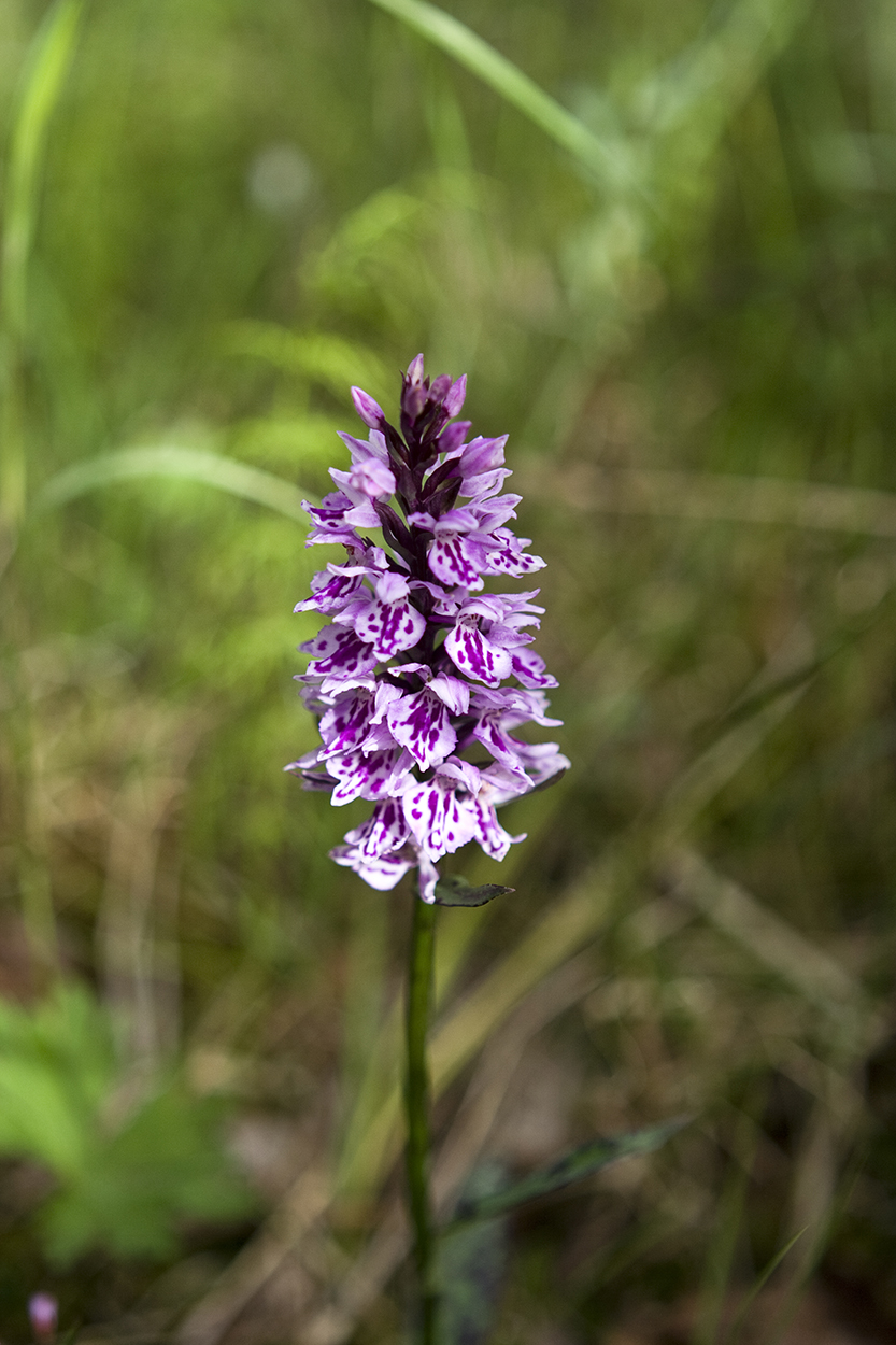 Spotted Marsh Orchid